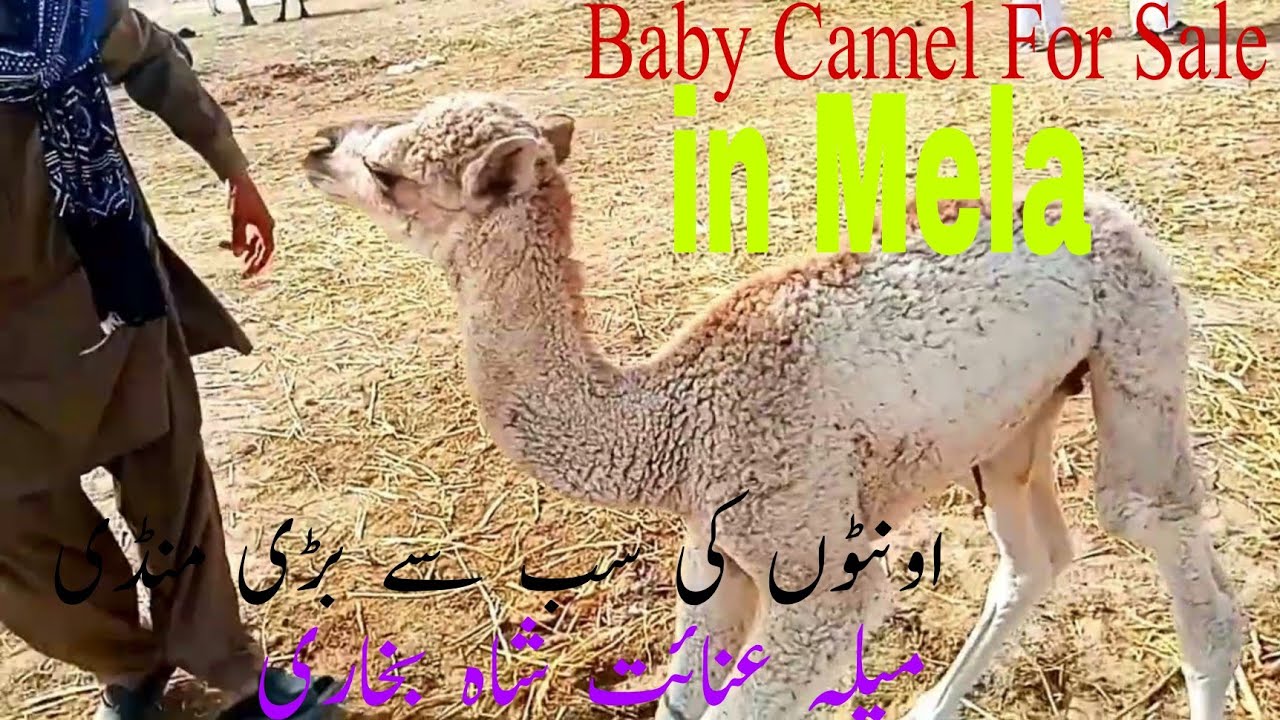 Baby Camel For Sale in Mela Inayat Ali Shah Bukhari|Camel Maela|World,s Biggest Camel Mandi|