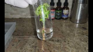 Cannabis Tissue Culture 101: My 2025 Outdoor Plant The Hye Select Cut Rooted In Tissue Culture
