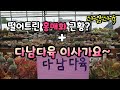 #키핑장6개월의대장정#떨어트린#홍매화?#키핑장이사