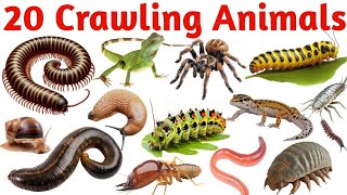 20 रेंगने वाले जानवरों के नाम | Learn 20 Crawling Animals Names in English with Pictures for Kids