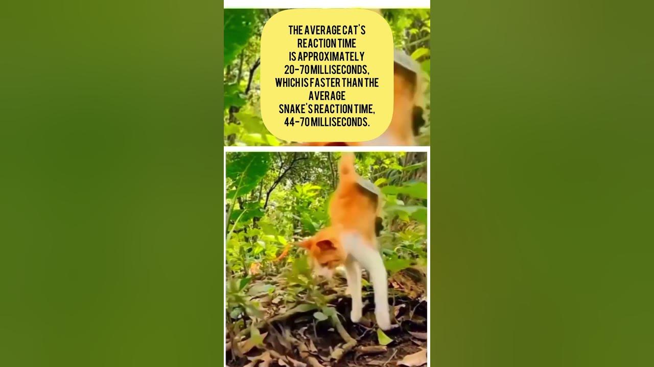 Cat reaction time shorts viral youtube
