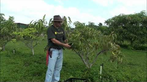 Pruning Young Mango Trees