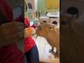 カピバラさんのおやつタイム🌱#capybara #カピバラ #cute