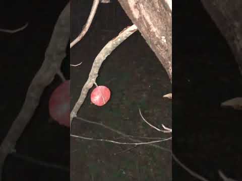 Raccoon Trap #diy