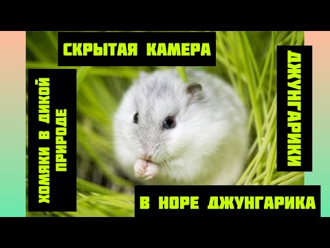 ДЖУНГАРСКИЕ ХОМЯКИ В ДИКОЙ ПРИРОДЕ!!!