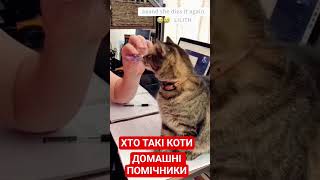 Хто такі коти 😎🐈😼🙀😺🐱
