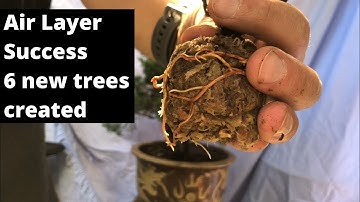 Air layer success - 6 new trees created - Shimpaku juniper