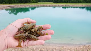 Catching Crawfish For My New Ponds!