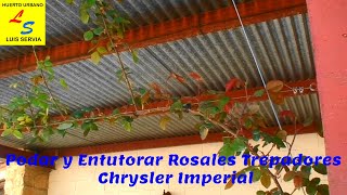 Podar y Entutorar Rosales Trepadores - Primera Parte - Chrysler Imperial Huerto Urbano Luis Servia
