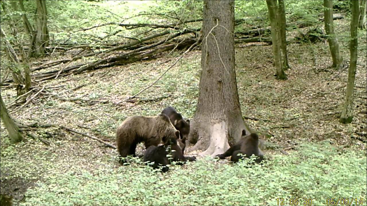 Welltar 7310 video - eFotopasce.sk