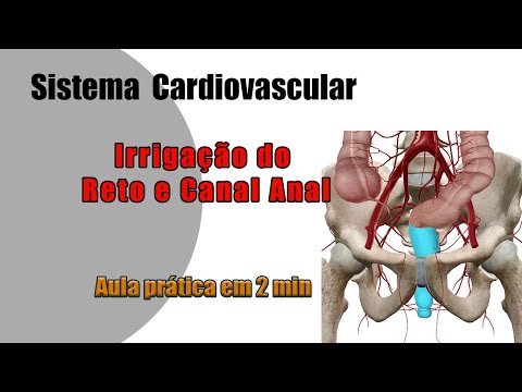 Vídeo: Anatomia, Função E Diagrama Da Artéria Retal Inferior - Mapas Do Corpo