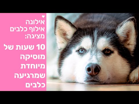 וִידֵאוֹ: איך להרדים כלב בבית