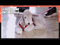 Dogs are incredible EP.62 Part 1 | KBS WORLD TV 210127