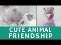 Cute animal FRIENDSHIP of Paddington (shar pei) &amp; Butler (cat)