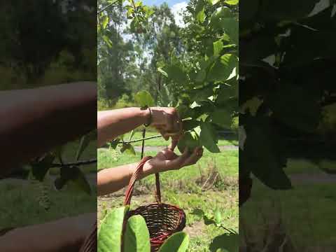 #happiness #gardening #harvest