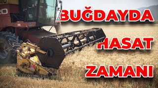 Buğday Hasadının Püf Noktaları - Nasıl ve Ne Zaman Biçilir