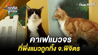 คาเฟ่แมวจร ที่พึ่งแมวถูกทิ้ง จ.พิจิตร | ทุกทิศทั่วไทย | 13 พ.ค. 67