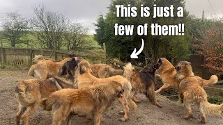 This Is Leonberger Heaven!!  All 18 Dogs let out!