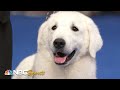 National Dog Show 2021: Best in Show (Full Judging) | NBC Sports