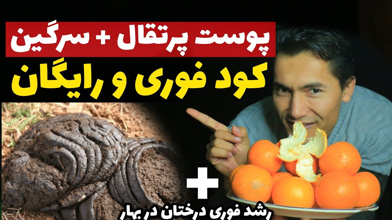 پوست پرتقال را دور نریز🙏🏃‍♂️از آن قویترین کود بساز 👍با این روش