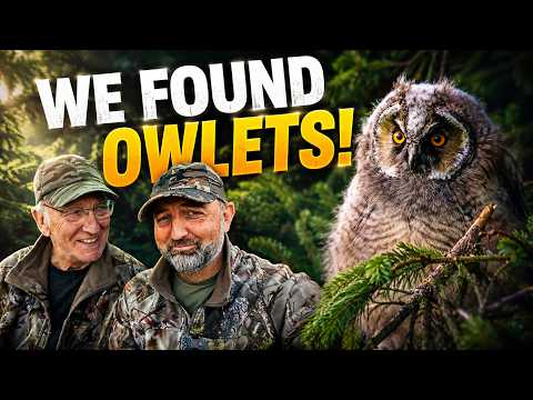 We Found 4 Long-Eared Owl Chicks… Then THIS Happened! 🦉