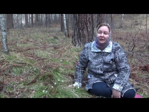ВЕТРЕНИЦА ДУБРАВНАЯ || Полезные свойства и применение
