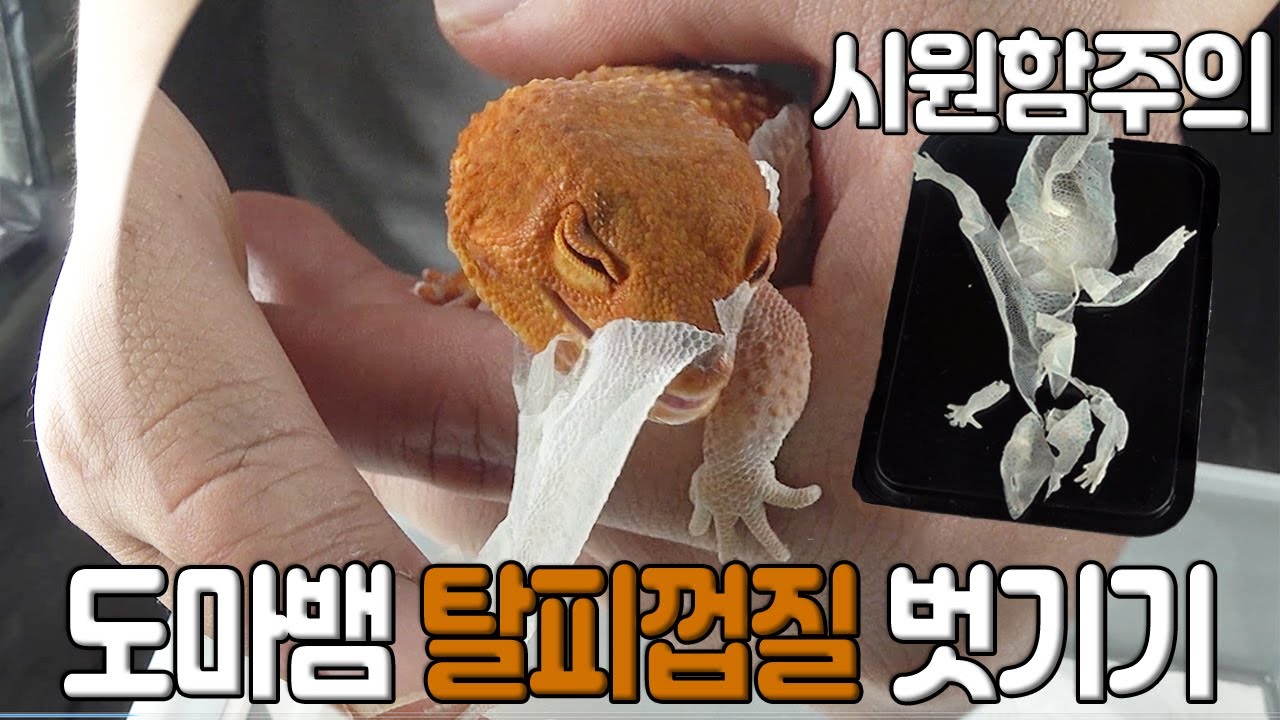 [역대급 도마뱀 탈피 영상] 보기만 해도 시원한 도마뱀 탈피 도와주기 + 안전하게 탈피 돕는 팁 - YouTube