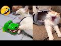 Funniest cats and dogss  funny animals 2024