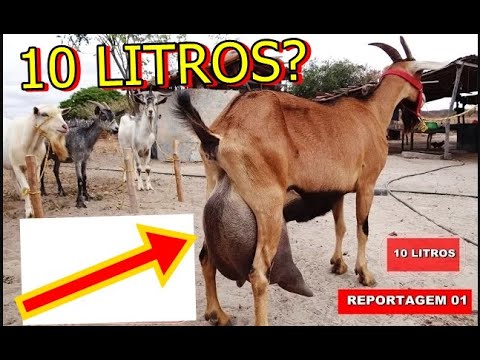 Vídeo: Como Pegar Uma Vaca Rebelde Ou Cabra