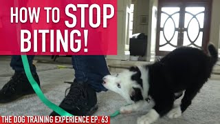 How to Train Your Puppy to STOP BITING, Watch How Long it Actually Takes! screenshot 5
