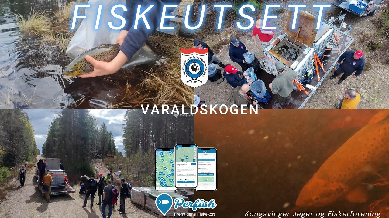 Bak kulissene: Fiskekultivering på Varaldskogen, Kongsvinger JFF.  