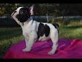 French Bulldogs For Sale In Ga