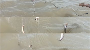 Tập 5 | Giăng Lưới Cá Đồng Mùa Nước Nổi Trúng Mánh Luồng Cá Chốt Ngỡ Mỏi Tay @GócnhỏQuêTui