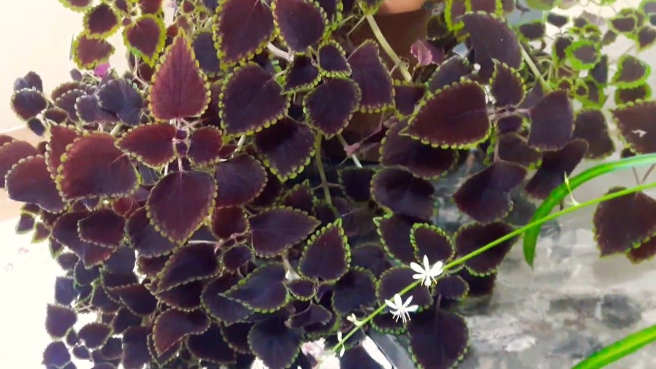 Cok mutluyum.. görünce hemen paylaşmak istedim💕 zor açan çiçeğim cicek açti..