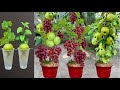 Great technique for grafting apples with grapes fruit growing fest banana and red onion