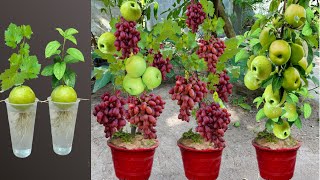 Great Technique For grafting apples with grapes fruit growing fest banana and Red onion