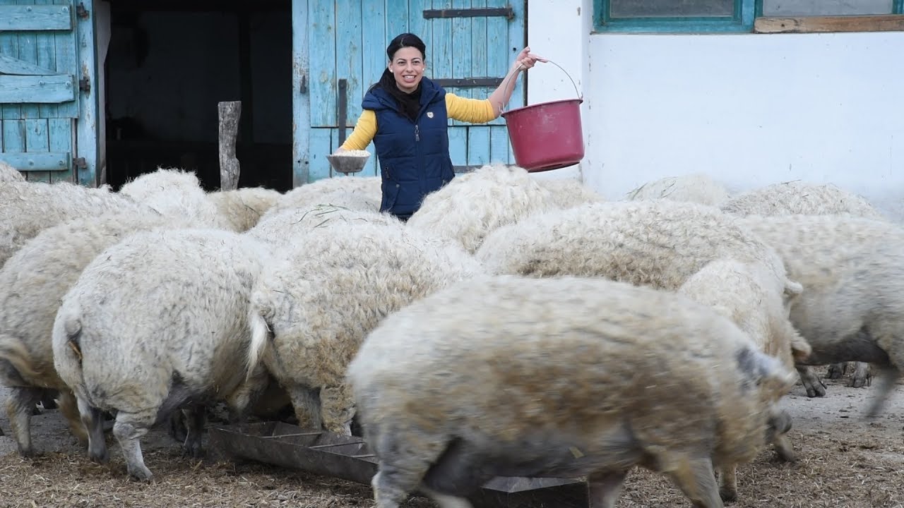 „Én boldog disznókat nevelek!” – Zajlik az élet Fekete Zsóka mangalicafarmján | nlc