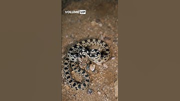 Hissing Gopher Snake is not Happy!