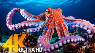 Ocean 4K - Sea Animals for Relaxation, Beautiful Coral Reef Fish in Aquarium (4K Video UHD) #78