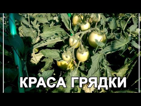 Краса сибири сорт. Томат Краса грядки. Томат Краса грядки урожайность. Краса Сибири томат описание. Краса Загора томат.