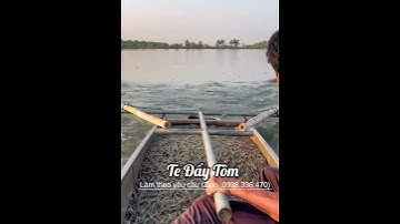 Te Đẩy Tôm tép / Làm theo yêu cầu