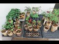 Kevään 2021 siemenet ja taimet 🌱 Omakotitalon puutarha 🌻🍅