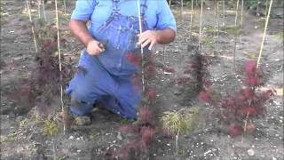 Training Japanese Maples To Grow Properly