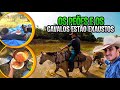 PARADA NO ACAMPAMENTO OS PEÕES E OS CAVALOS ESTÃO EXAUSTOS ! parte #3