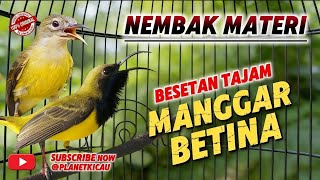Nembak Tajam Pancingan Sogon Nembak Materi Manggar Betina sogonnembak sogonngleper sogonmateri 