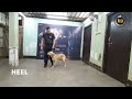 LABRADOR PUPPY TRAINING | K9 ACADEMY  | NORTHEAST'S FOREMOST DOG TRAINING ACADEMY | GUWAHATI, ASSAM