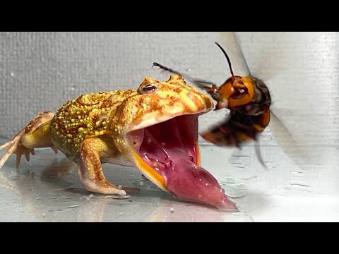 Give the  frog the queen of the giant hornet .../ Pacman frog , African bullfrog【LIVE FEEDING】
