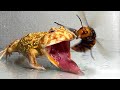 Give the  frog the queen of the giant hornet  pacman frog  african bullfroglive feeding