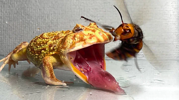 Give the  frog the queen of the giant hornet .../ Pacman frog , African bullfrog【LIVE FEEDING】 - DayDayNews