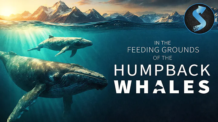 Whale’s Battle to Protect Her Calf | Wildlife Documentary | Feeding Grounds of the Humpback Whales